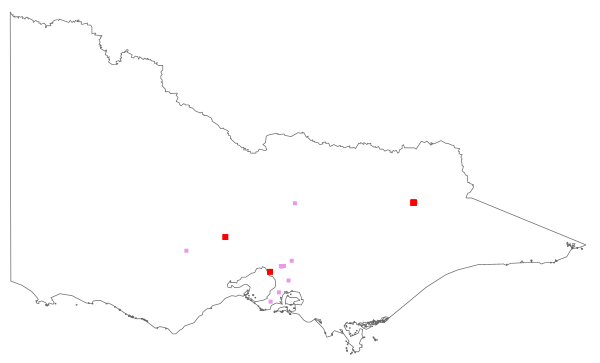 Betula pendula (distribution map)
