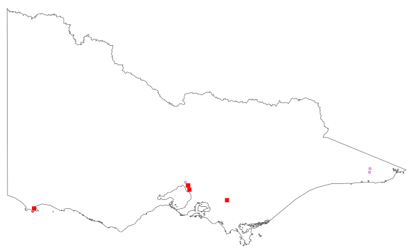 Persicaria orientalis (distribution map)