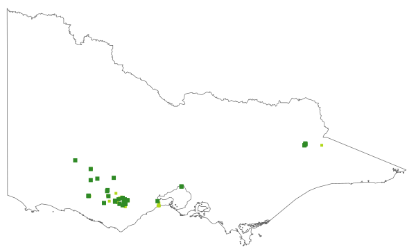 Lepidium aschersonii (distribution map)