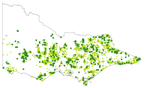 Pimelea linifolia (distribution map)