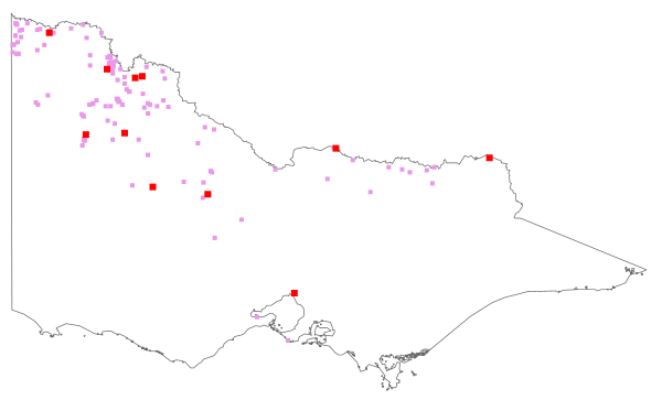 Citrullus lanatus (distribution map)