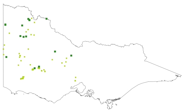 Austrostipa hemipogon (distribution map)