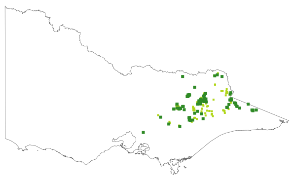 Coronidium monticola (distribution map)