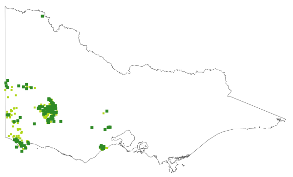 Leucopogon glacialis (distribution map)
