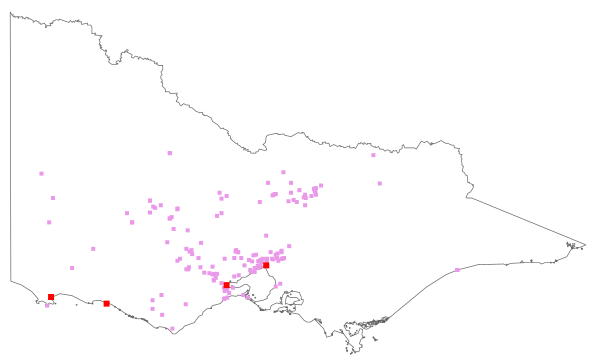 Agave americana (distribution map)