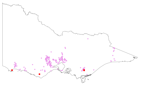 Dipsacus fullonum (distribution map)