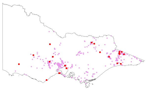Verbascum thapsus subsp. thapsus (distribution map)