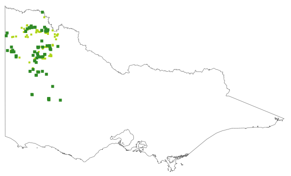 Cyphanthera myosotidea (distribution map)