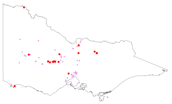 Moraea miniata (distribution map)