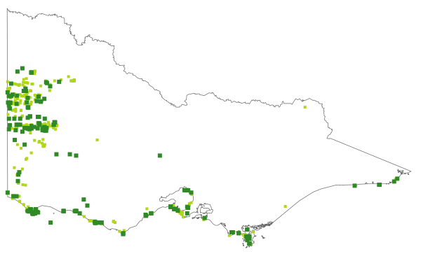 Pultenaea tenuifolia (distribution map)