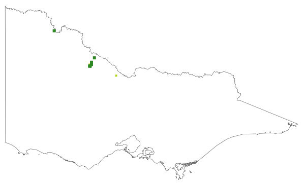 Maireana ciliata (distribution map)