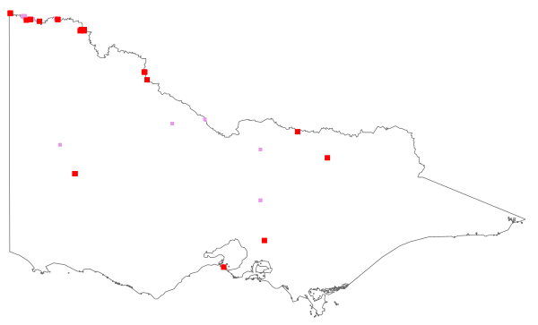 Cuscuta campestris (distribution map)