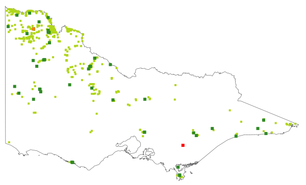 Bulbine semibarbata (distribution map)