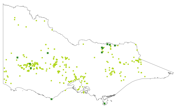 Podolepis jaceoides (distribution map)