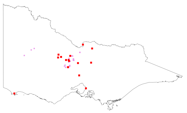 Spergula pentandra (distribution map)
