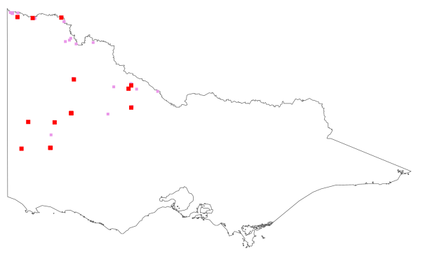 Abutilon theophrasti (distribution map)