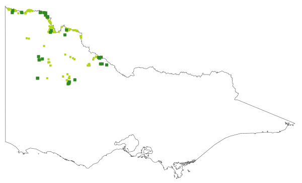 Sclerolaena stelligera (distribution map)