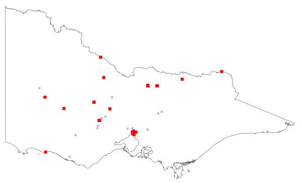 Amaranthus retroflexus (distribution map)