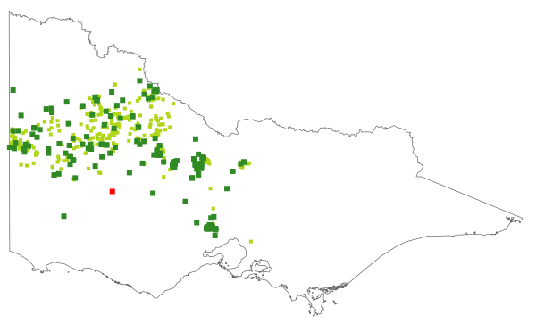 Eucalyptus behriana (distribution map)
