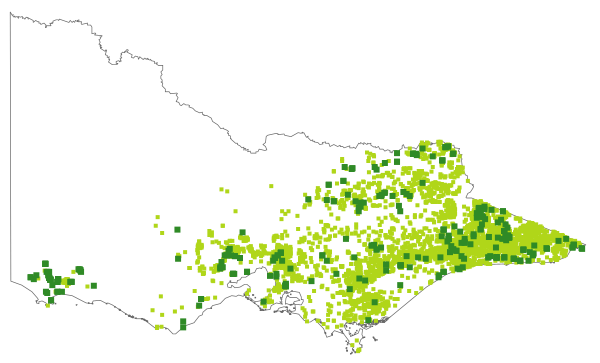 Cassinia longifolia (distribution map)