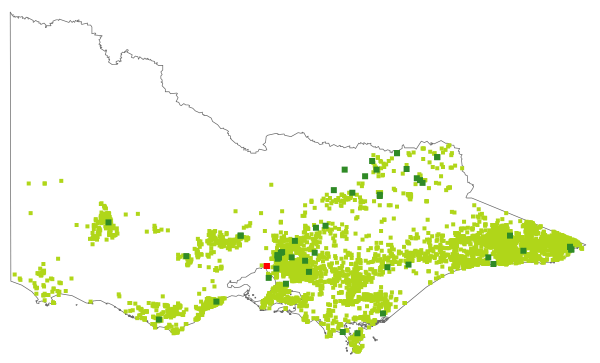 Billardiera scandens (distribution map)