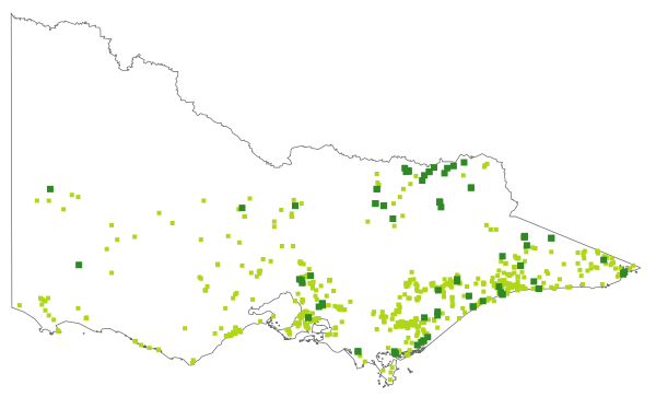 Acianthus exsertus (distribution map)