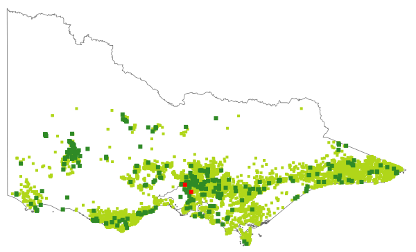 Goodenia ovata (distribution map)