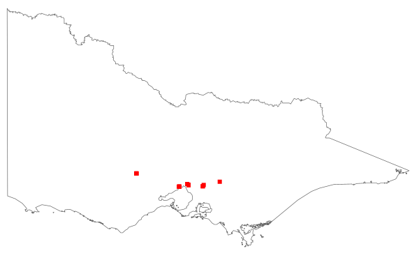 Genista stenopetala (distribution map)