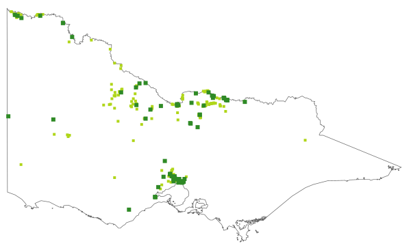 Calotis scapigera (distribution map)