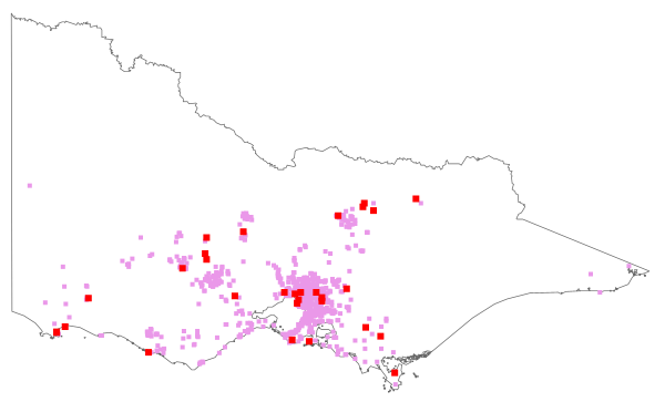 Allium triquetrum (distribution map)