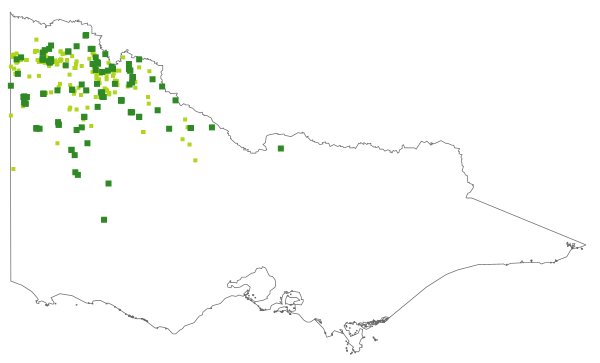 Acacia sclerophylla (distribution map)