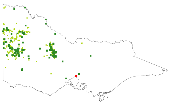 Acacia euthycarpa (distribution map)