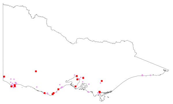 Psoralea pinnata (distribution map)
