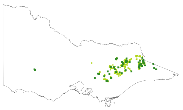 Gonocarpus montanus (distribution map)