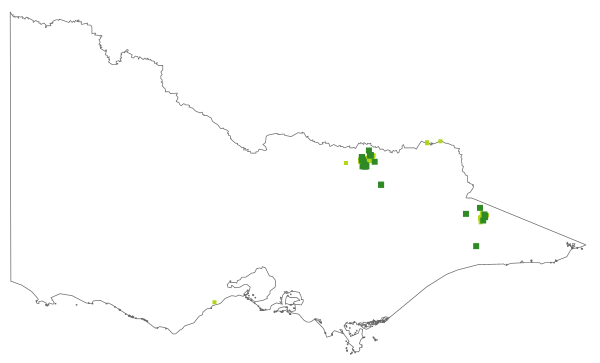 Acacia doratoxylon (distribution map)
