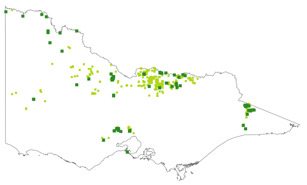 Callitris glaucophylla (distribution map)