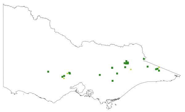 Scleranthus brockiei (distribution map)