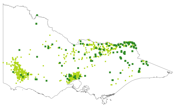 Bothriochloa macra (distribution map)