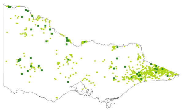 Xerochrysum bracteatum (distribution map)