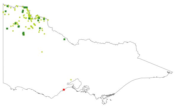 Atriplex pumilio (distribution map)