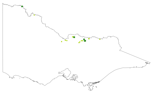 Acacia homalophylla (distribution map)