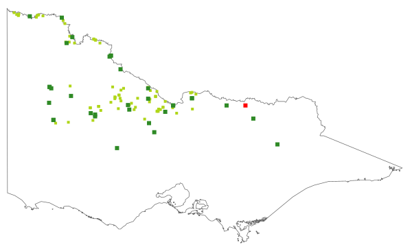 Acacia salicina (distribution map)