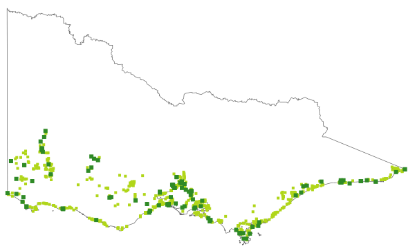 Juncus kraussii (distribution map)