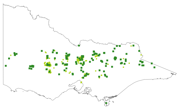 Daviesia ulicifolia subsp. ruscifolia (distribution map)