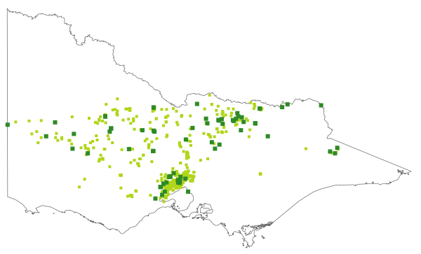Rytidosperma auriculatum (distribution map)
