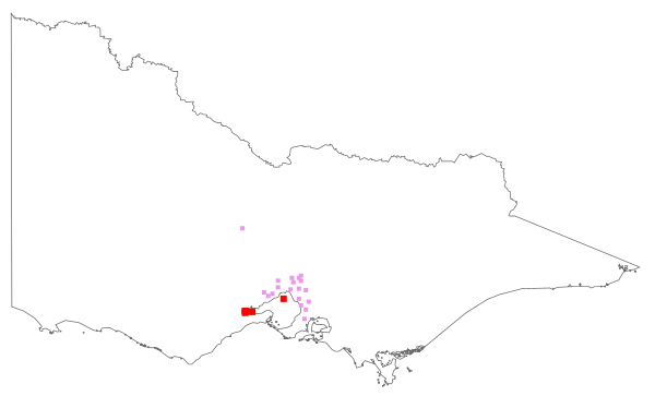 Cupressus sempervirens (distribution map)