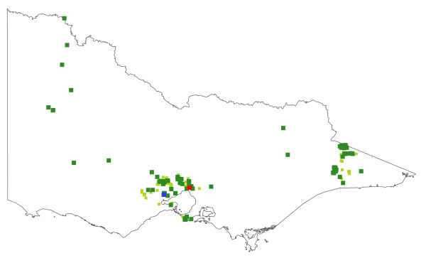 Nicotiana suaveolens (distribution map)