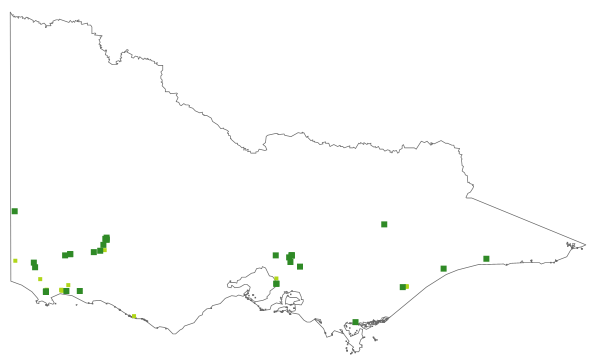 Ranunculus amplus (distribution map)