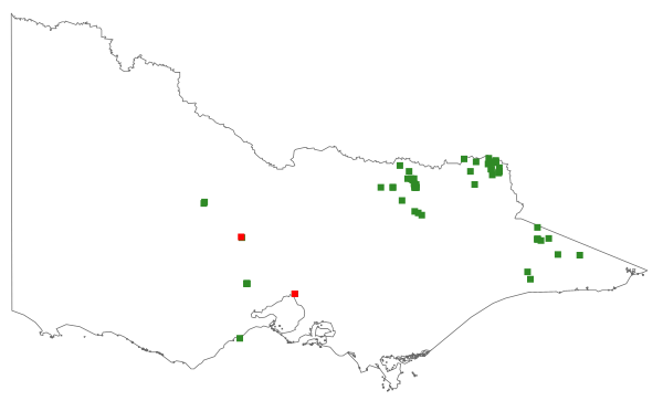 Callitris endlicheri (distribution map)