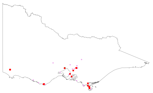 Plantago australis (distribution map)